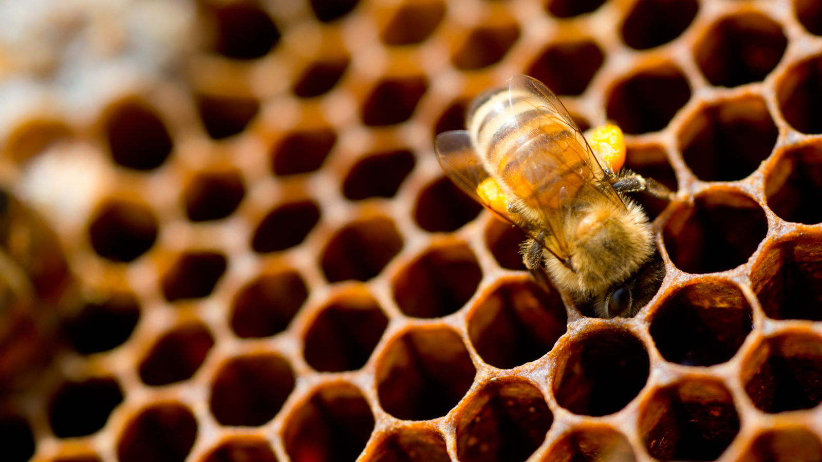 Blog - What Beekeeping Taught Me About Digital Leadership