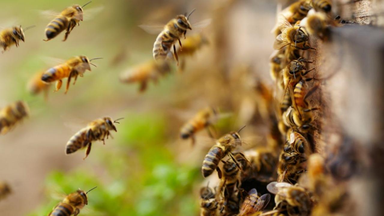 What beekeeping taught me about digital leadership